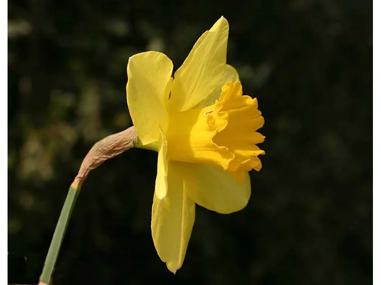 Narciso giallo