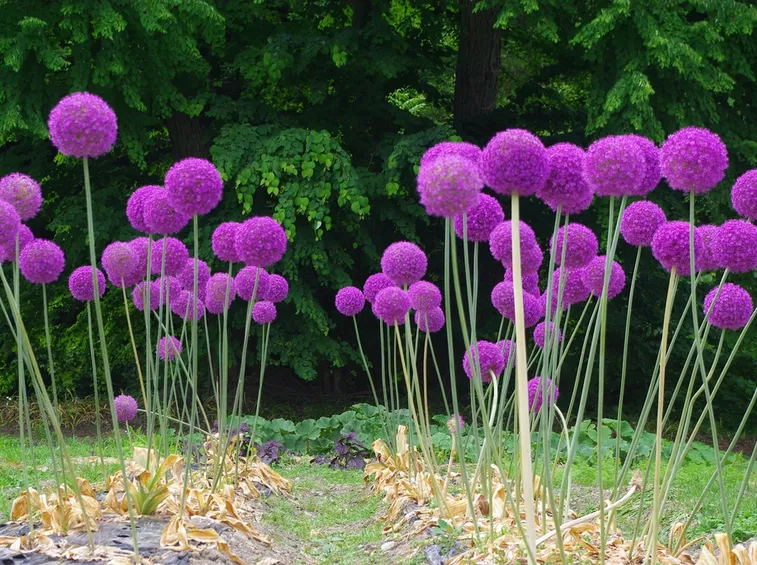 allium