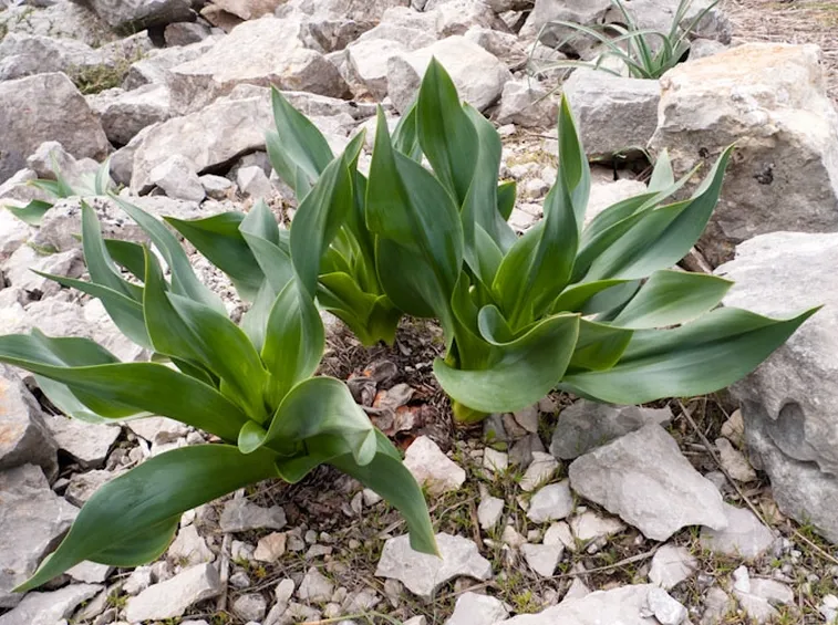 Foglie scilla marittima