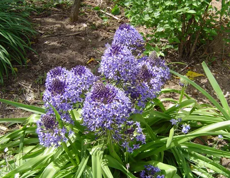 Scilla peruviana