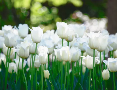 Tulipani bianchi