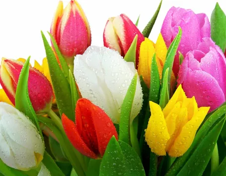 tulipani