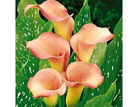 calla