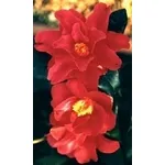 camelia