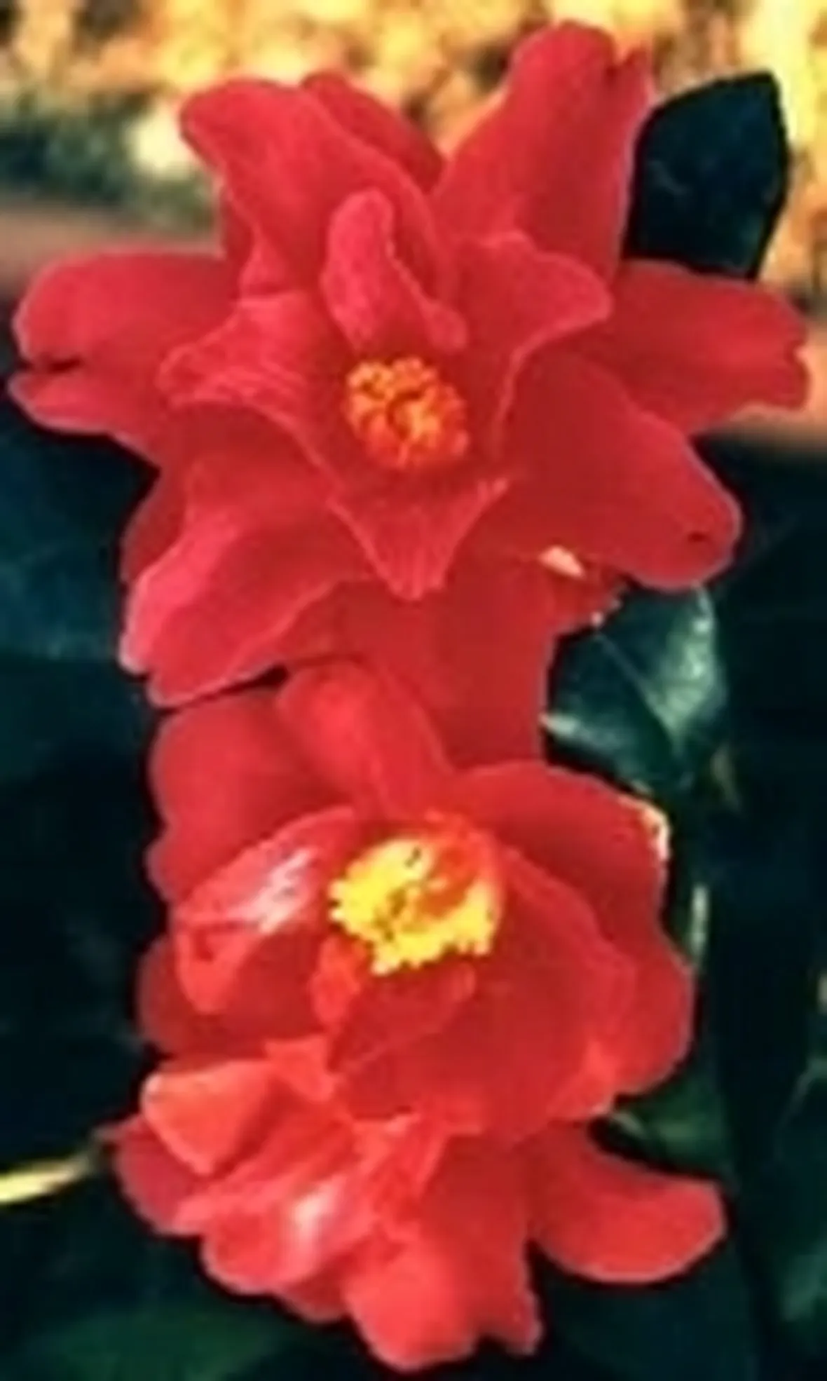 camelia