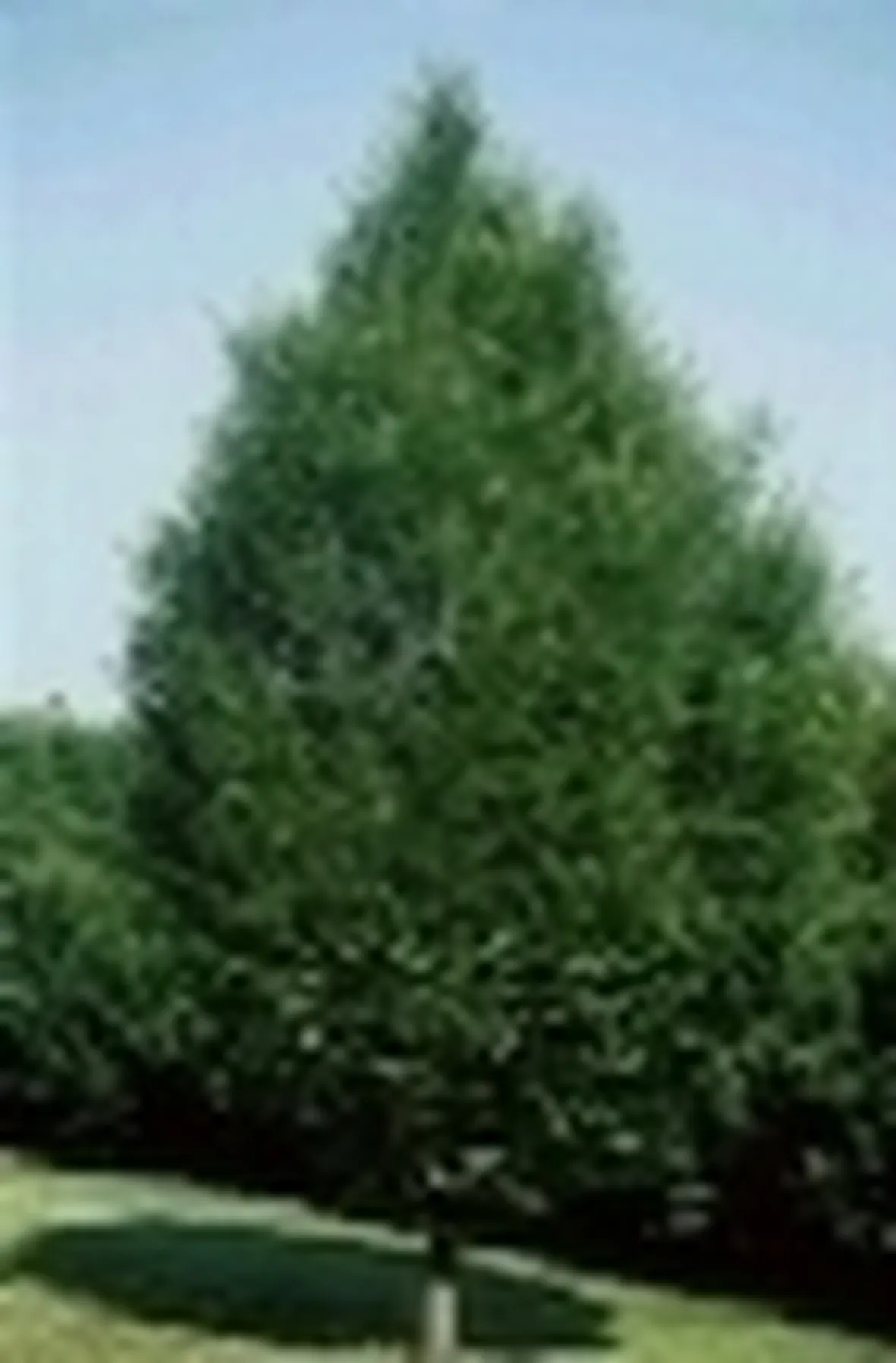 carpino
