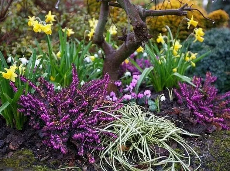 piante per giardino invernale