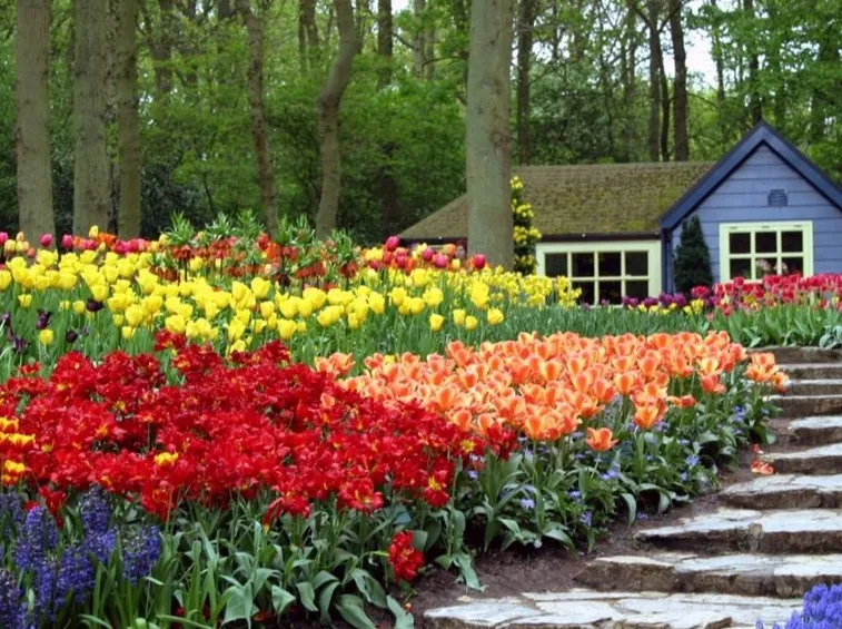 fiori in giardino