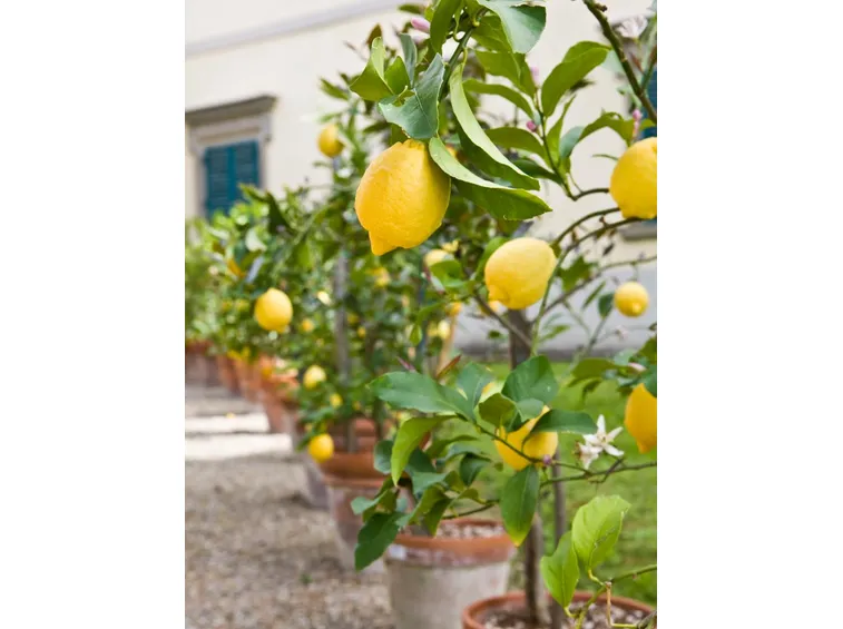 giardino