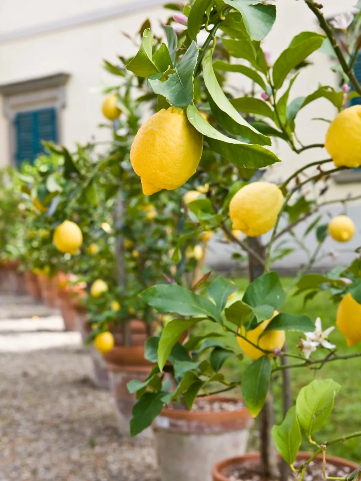 giardino