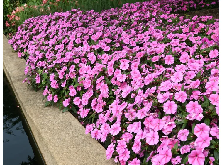 impatiens in giardino
