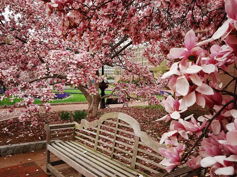 magnolia