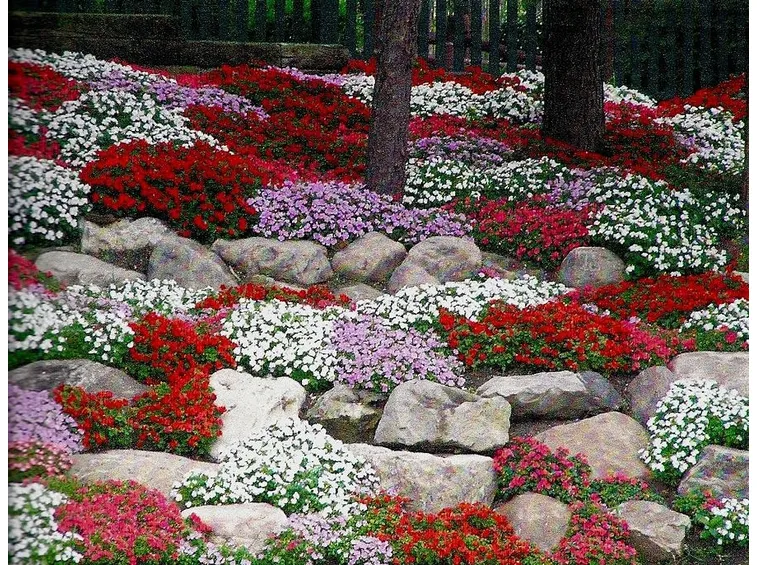 giardino roccioso fiorito