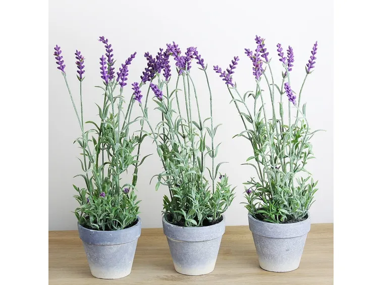 lavanda