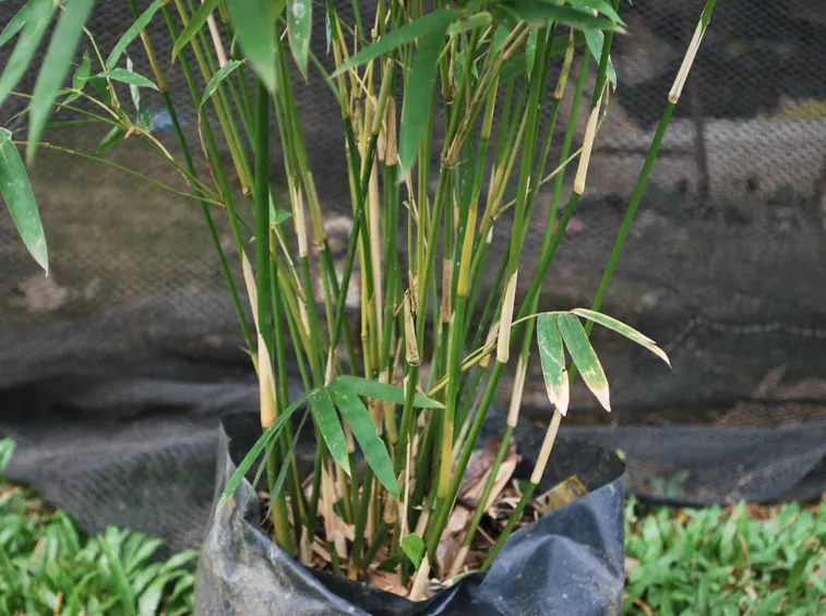 bambù