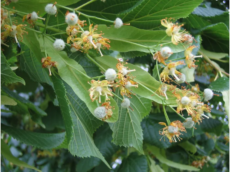 fiordaliso