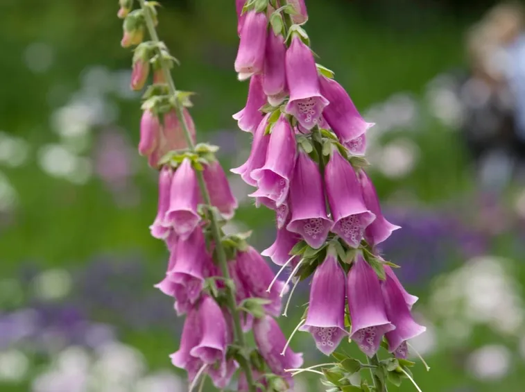 digitalis