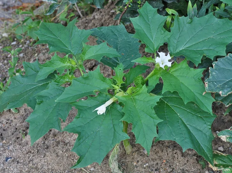 datura