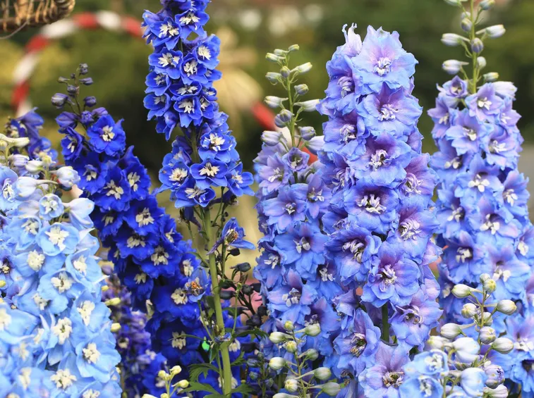 Delphinium