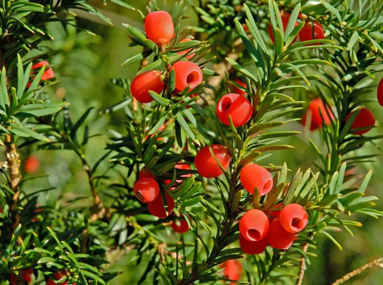 Taxus baccata