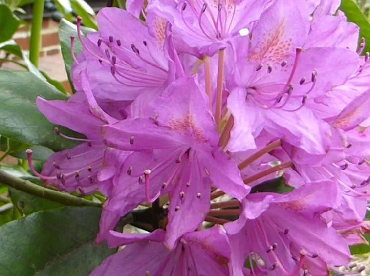 Rhododendron ponticum