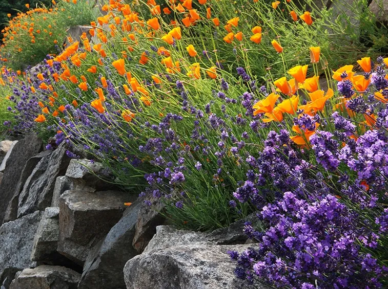 giardino con lavanda