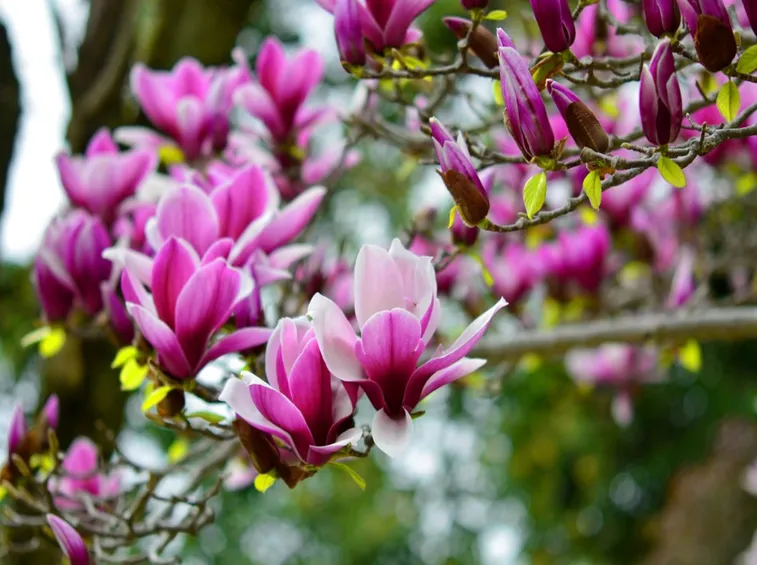 magnolia