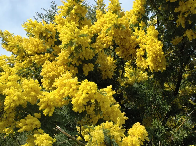 mimosa