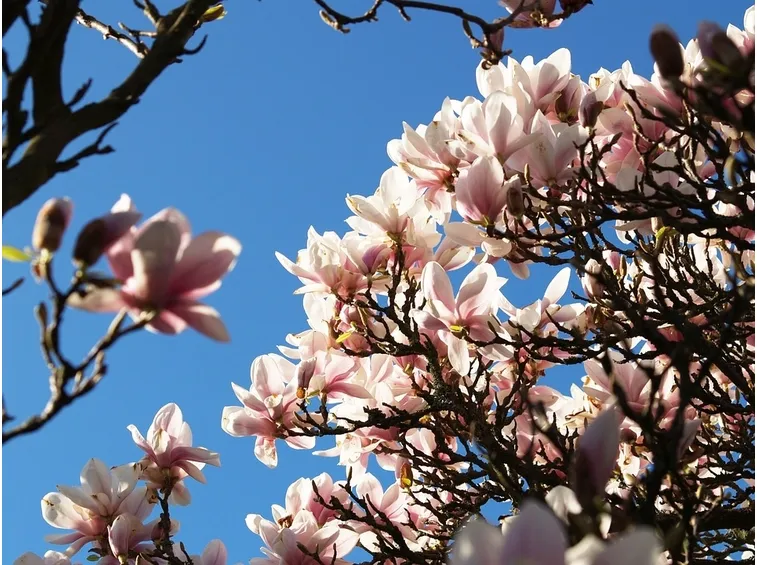 magnolia