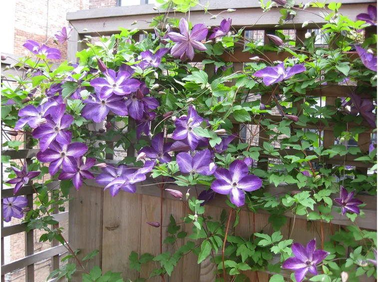 fiore CLEMATIDE