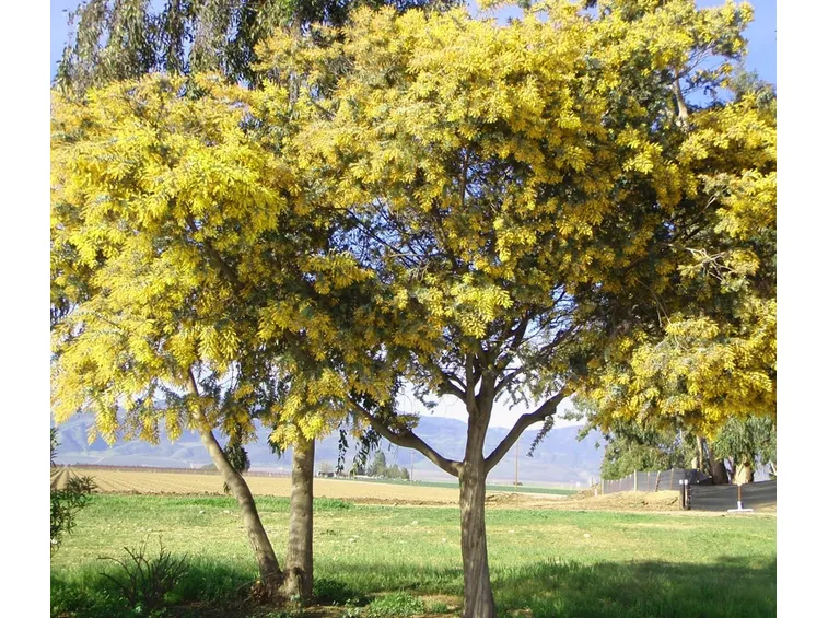 mimosa
