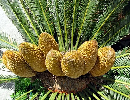 cycas