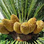 cycas
