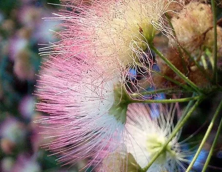 albizia