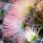 albizia
