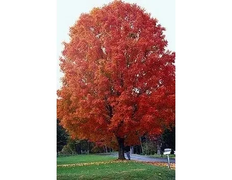 Acer saccharum