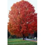 Acer saccharum