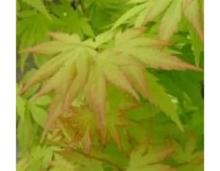Acero palmato