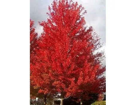 Acer rubrum