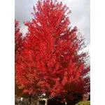 Acer rubrum