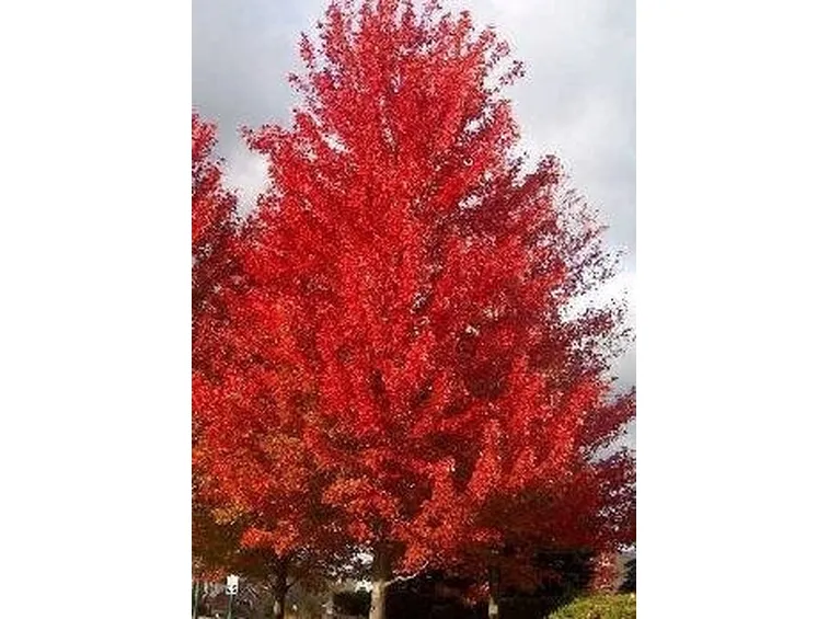 Acer rubrum