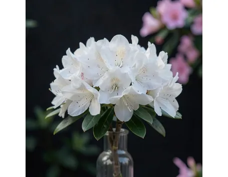 azalea