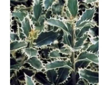 Agrifoglio a fogliame variegato