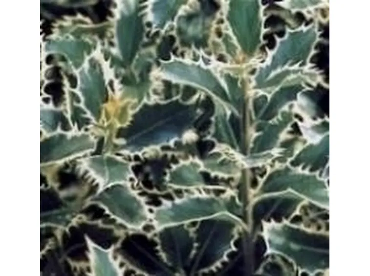 Agrifoglio a fogliame variegato