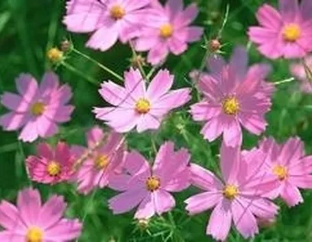 Cosmee rosa