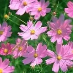 Cosmee rosa