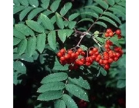 Frutti del sorbo