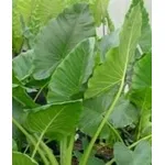 alocasia