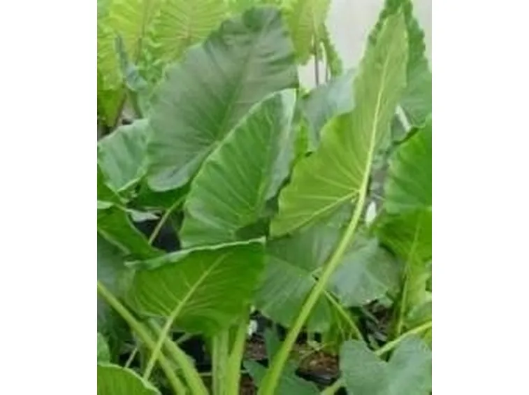 alocasia