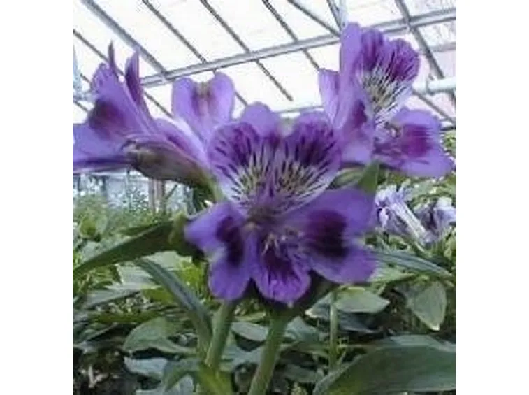 alstroemeria viola